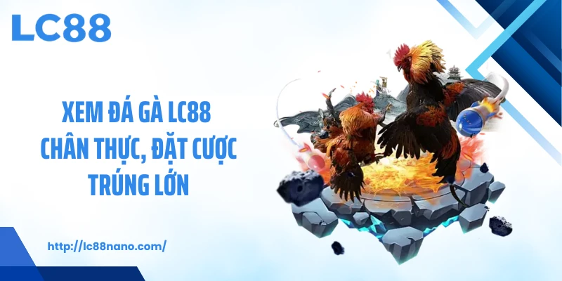 Xem đá gà LC88 chân thực, đặt cược trúng lớn